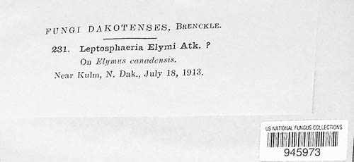 Phaeosphaeria larseniana image